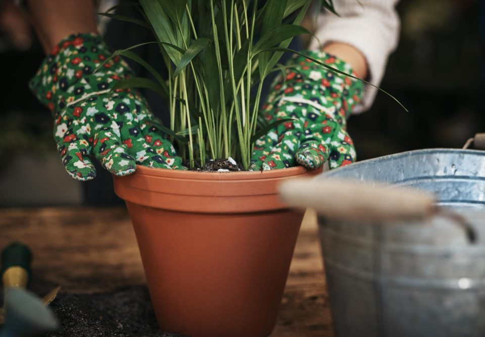 choisir un pot en terre cuite extérieur pour votre jardin